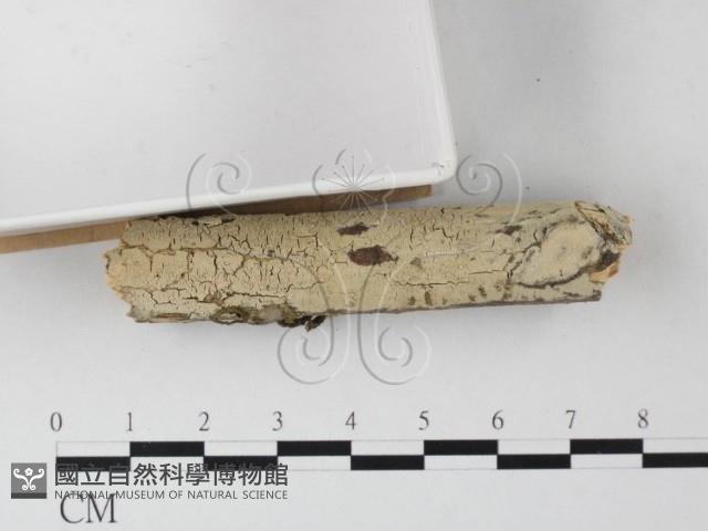 登錄號:F0021766藏品圖，第3張