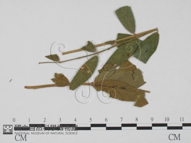 登錄號:F0011766藏品圖，第3張