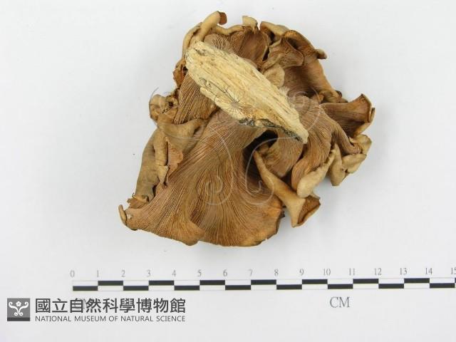 登錄號:F0014766藏品圖，第3張