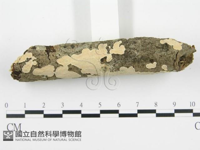 登錄號:F0002766藏品圖，第3張