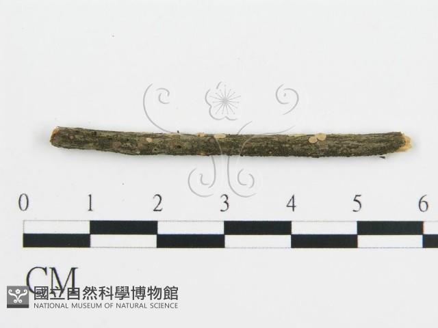 登錄號:F0017766藏品圖，第3張