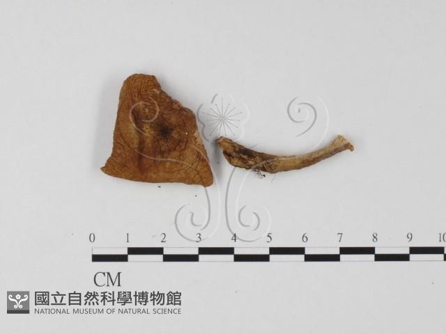 登錄號:F0025766藏品圖，第3張