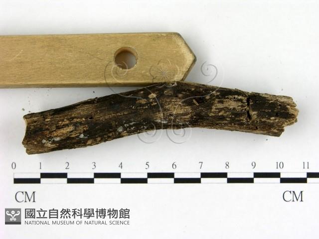 登錄號:F0009766藏品圖，第3張