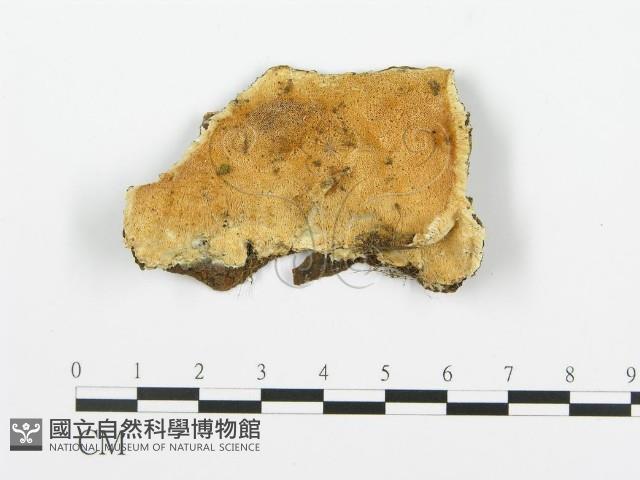 登錄號:F0019766藏品圖，第1張