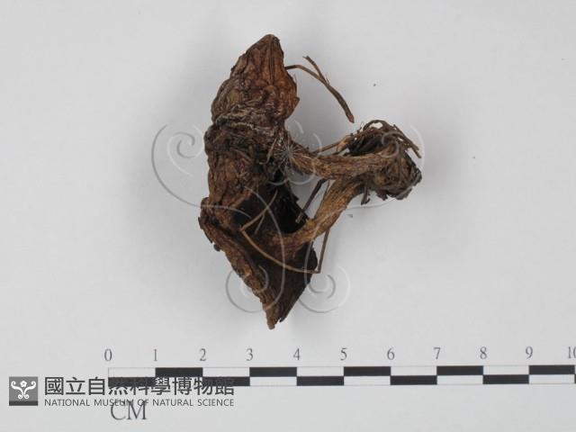 登錄號:F0003766藏品圖，第3張