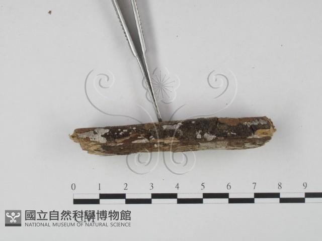 登錄號:F0013766藏品圖，第3張