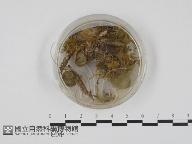 登錄號:F0000566藏品圖，第3張