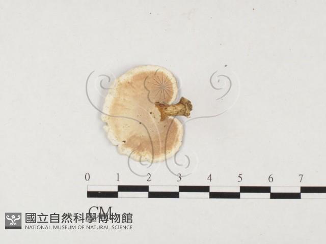 黄柄小孔菌藏品圖，第3張