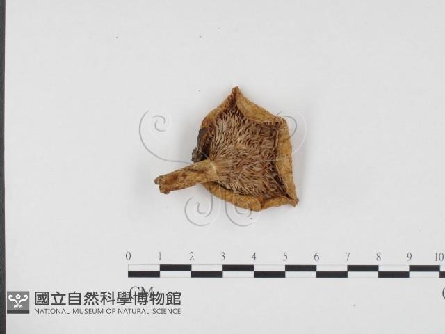 乳菇屬藏品圖，第3張