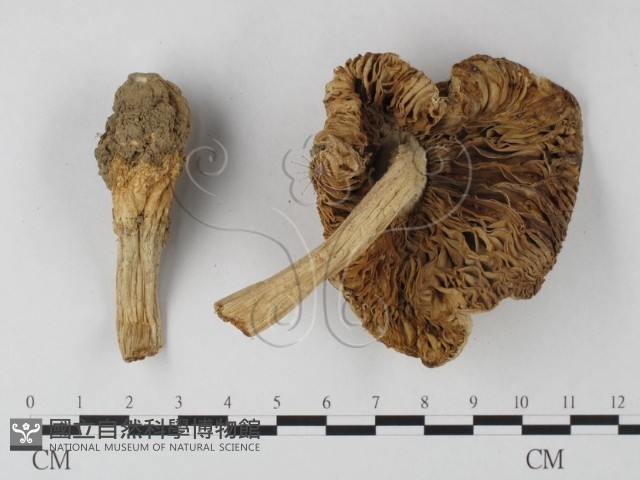 登錄號:F0014566藏品圖，第3張