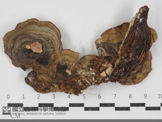 蠔韌革菌藏品圖，第3張