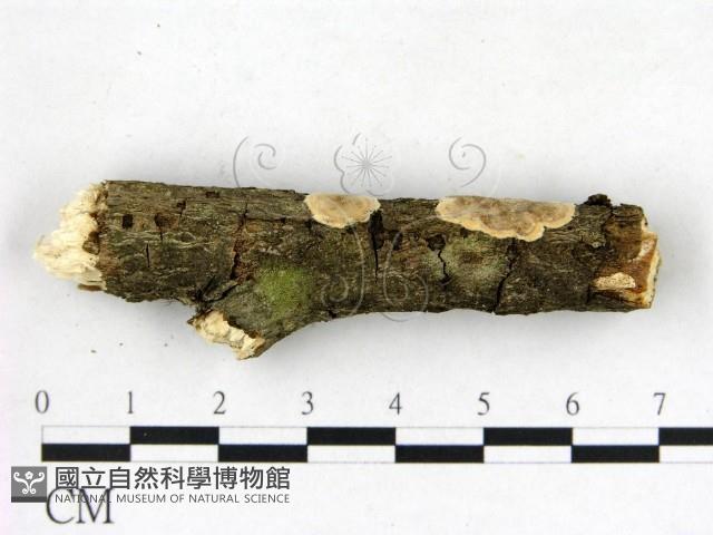 刺皮菌屬藏品圖，第3張