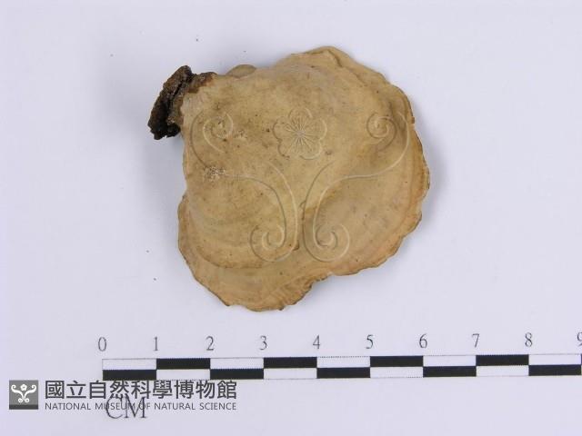 韌革菌屬藏品圖，第3張