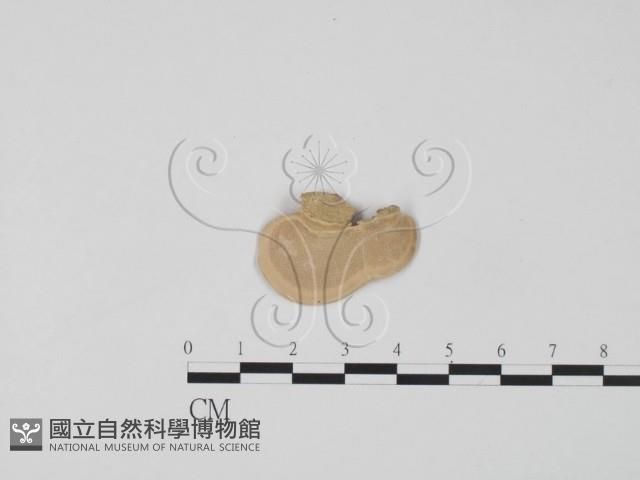 登錄號:F0012566藏品圖，第3張