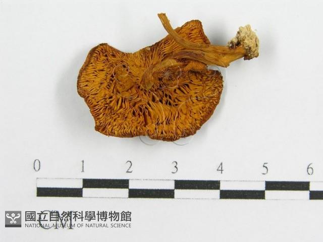 登錄號:F0007566藏品圖，第3張