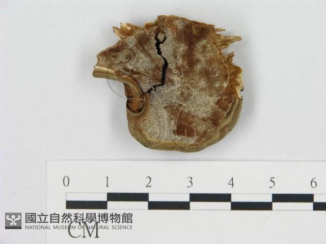 登錄號:F0017566藏品圖，第1張