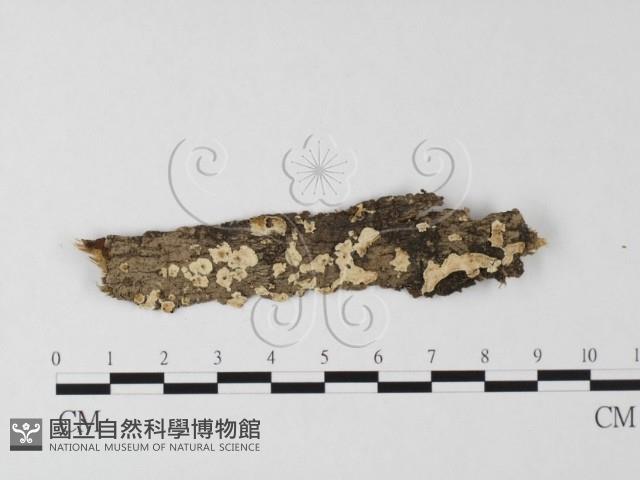 登錄號:F0025566藏品圖，第3張