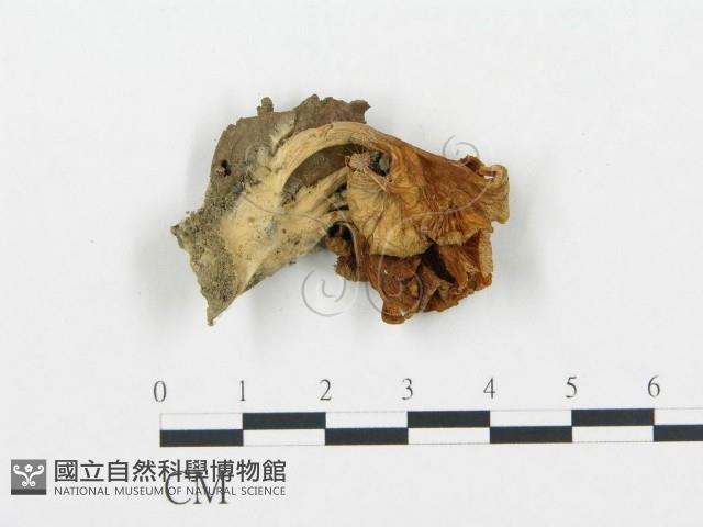 杯傘屬藏品圖，第3張