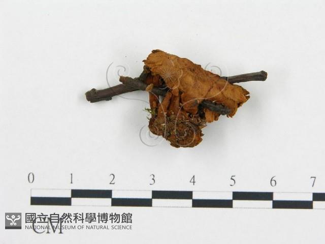 登錄號:F0009566藏品圖，第3張