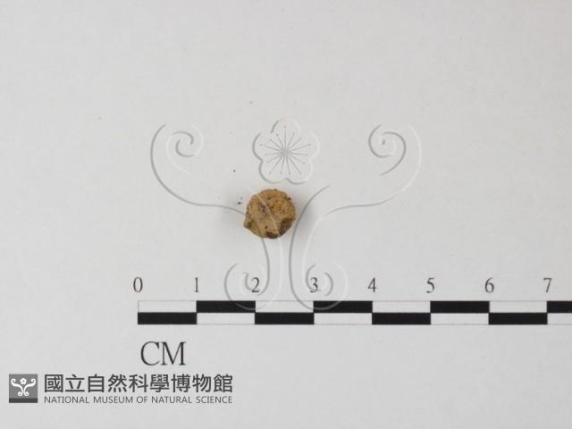 登錄號:F0023566藏品圖，第3張