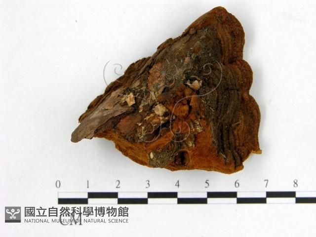 登錄號:F0006166藏品圖，第3張