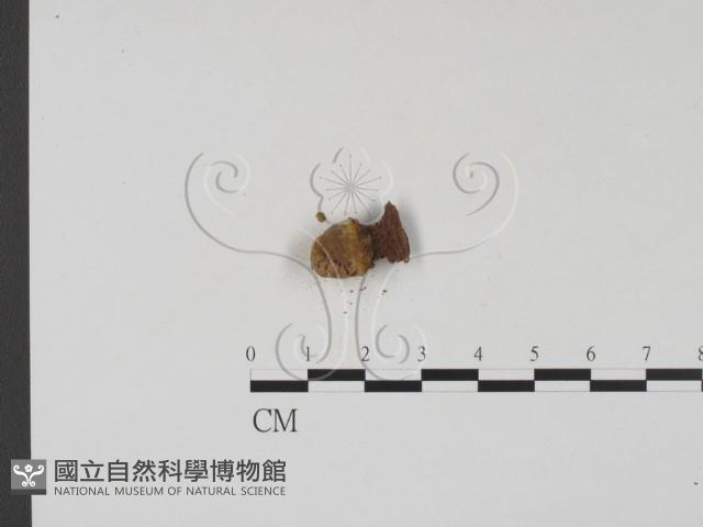 登錄號:F0001166藏品圖，第3張