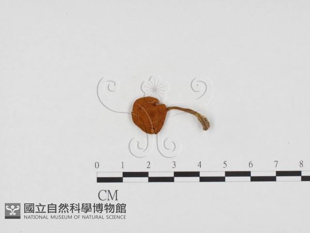 登錄號:F0024166藏品圖，第3張