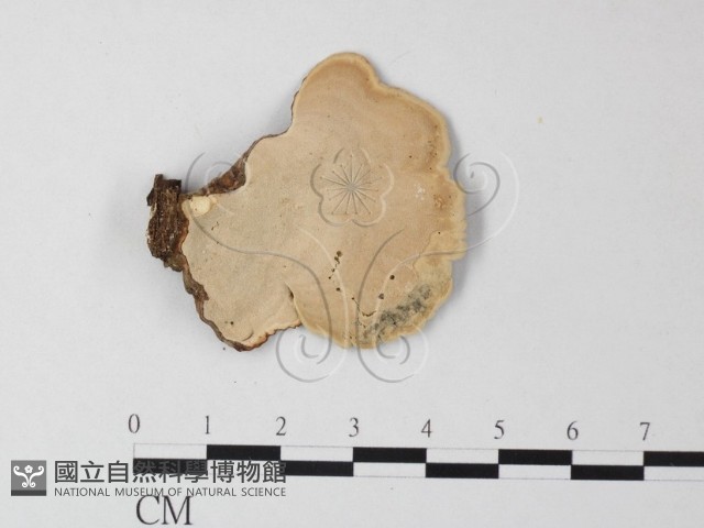 相鄰小孔菌藏品圖，第3張