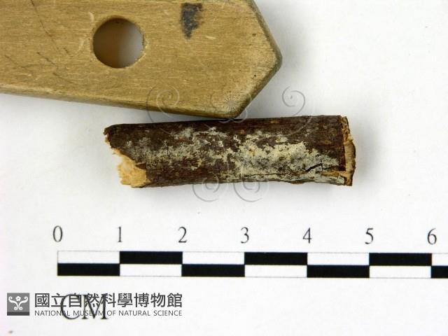 登錄號:F0022166藏品圖，第3張