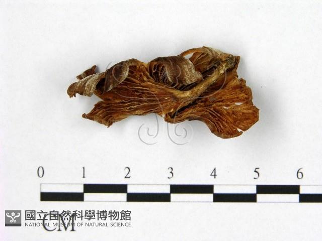 登錄號:F0002166藏品圖，第3張