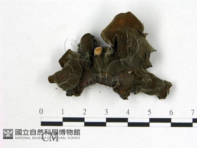 登錄號:F0007166藏品圖，第1張