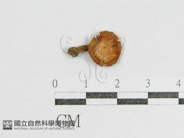 登錄號:F0005166藏品圖，第3張