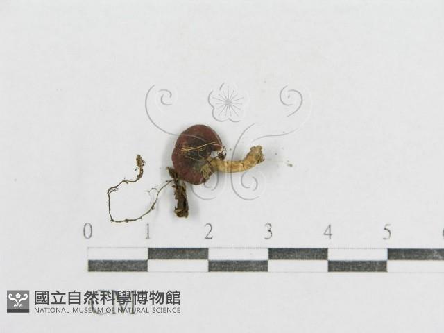 紅菇屬藏品圖，第3張