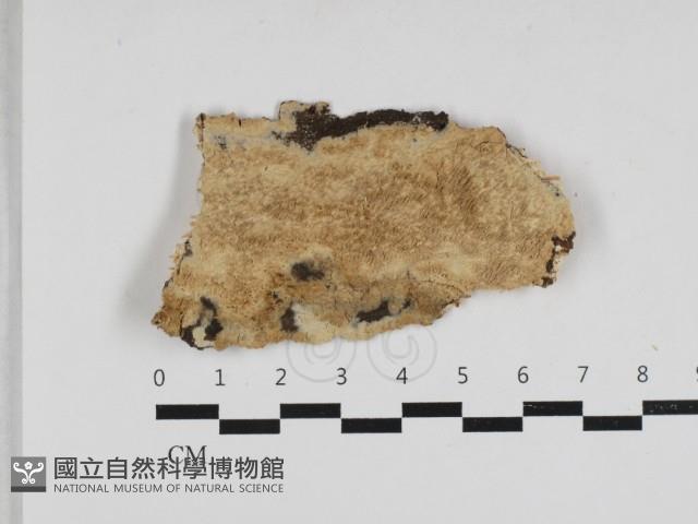 登錄號:F0033166藏品圖，第3張