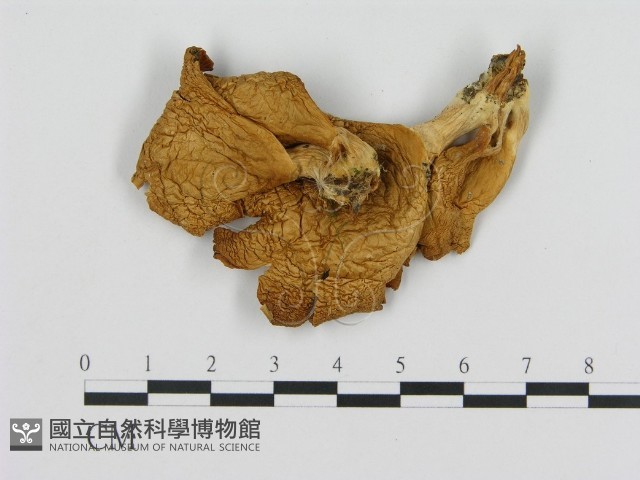 登錄號:F0008066藏品圖，第3張