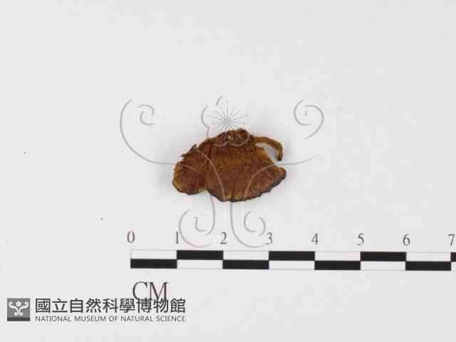 登錄號:F0026066藏品圖，第3張