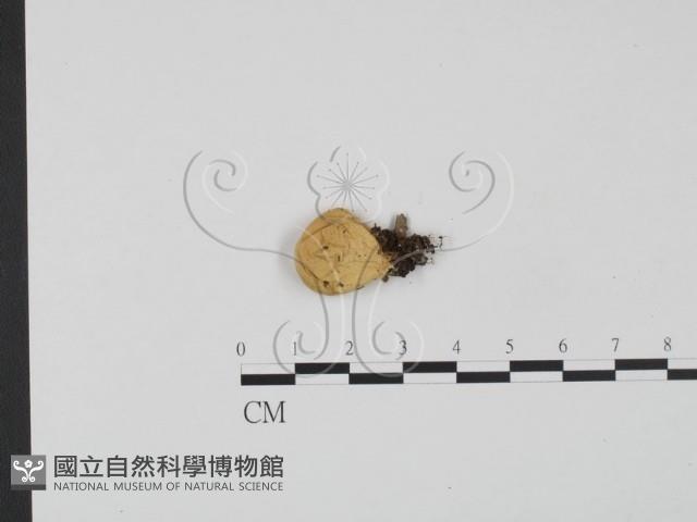 登錄號:F0021066藏品圖，第3張