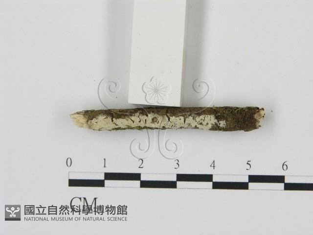 剛毛絲皮菌藏品圖，第3張