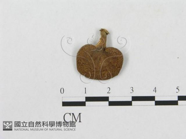 多孔菌屬藏品圖，第3張