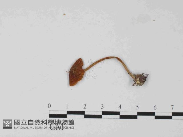 登錄號:F0024066藏品圖，第3張