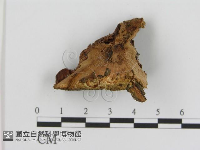 登錄號:F0014066藏品圖，第3張