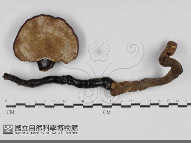 登錄號:F0032066藏品圖，第3張