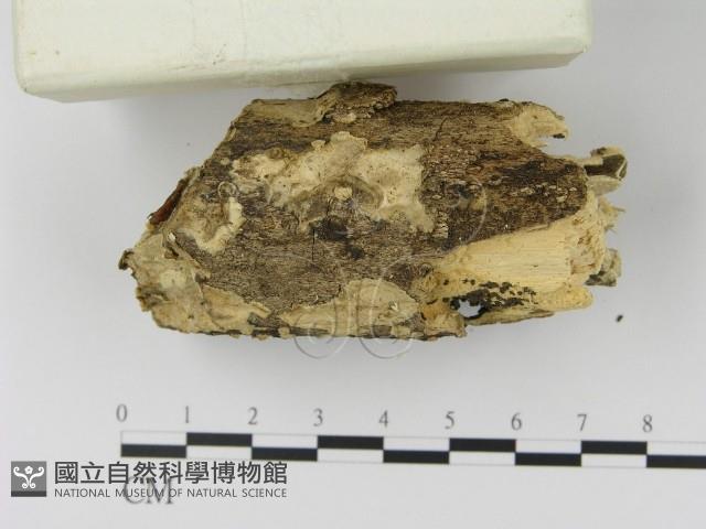 登錄號:F0003066藏品圖，第3張