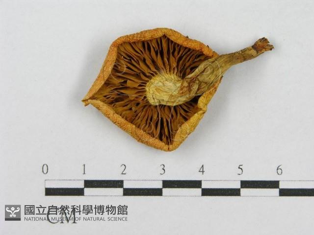 登錄號:F0013066藏品圖，第3張
