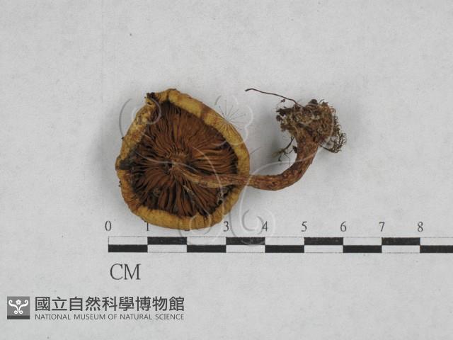 登錄號:F0028366藏品圖，第3張