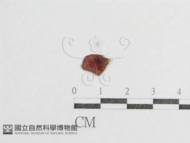 登錄號:F0008366藏品圖，第3張