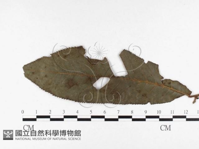 登錄號:F0026366藏品圖，第1張