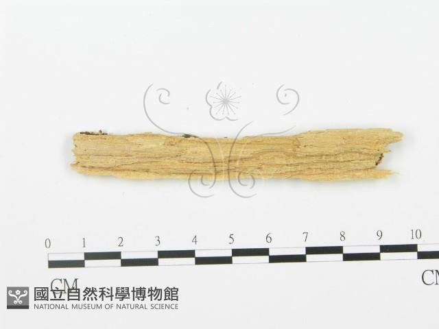 登錄號:F0006366藏品圖，第3張