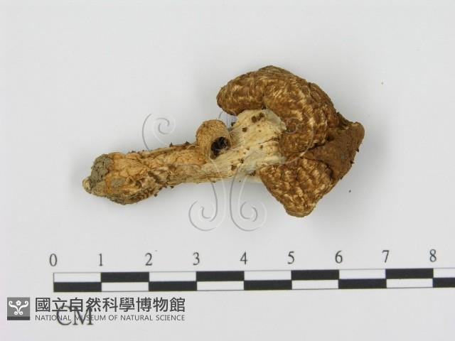 登錄號:F0016366藏品圖，第3張