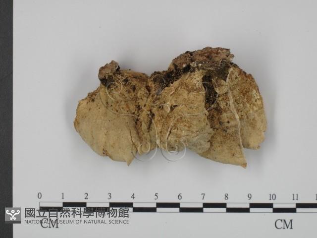 登錄號:F0011366藏品圖，第3張